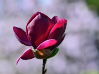 Magnolia 'Genie'  Magnolia 'Genie'