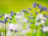 Wiesenschaumkraut