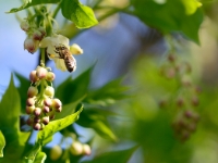 Staphylea pinnata