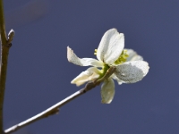 Parrotiopsis jacquemontiana