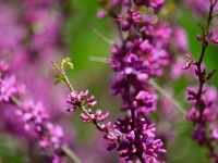 Cercis 'Avondale'