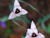 Tulipa clusiana