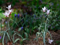 Tulipa clusiana