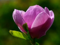 Magnolia 'Cleopatra'