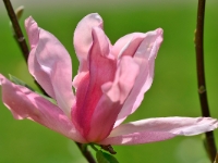 Magnolia 'Daybreak'