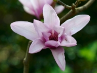 Magnolia 'Apollo'