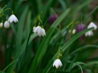 Leucojum aestivum