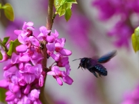 Holzbiene an Cercis 'Avondale'