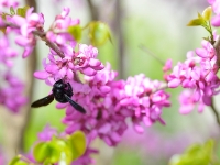 Holzbiene an Cercis 'Avondale'