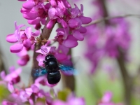 Holzbiene an Cercis 'Avondale'