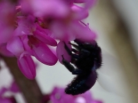 Holzbiene an Cercis 'Avondale'