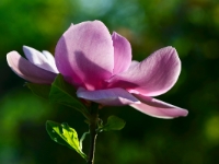 Magnolia 'Cleopatra' im Abendlicht