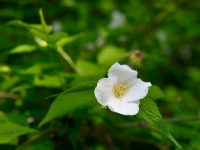 Rhodotypos kerrioides