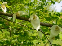 Davidia involucrata, Taschentuchbaum