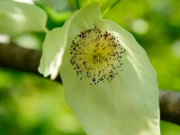 Davidia involucrata, Taschentuchbaum