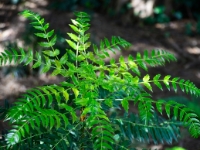 Mahonia longibracteata