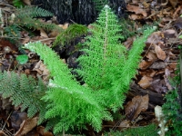 Polystichum setiferum 'Mrs Goffey'