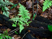 Athyrium otophorum ssp. okanum