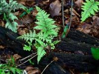 Athyrium otophorum ssp. okanum