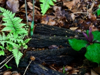 Athyrium otophorum ssp. okanum und Trillium kurabayashi