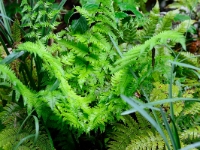 Dryopteris labordei