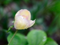 Paeonia mlokosewitschii