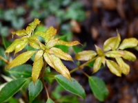 Trochodendron aralioides