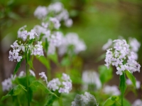 Lunaria rediviva