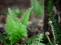 Polystichum setiferum 'Mrs Goffey'