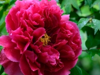 Paeonia suffruticosa (unbekannte Sorte)