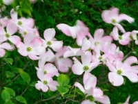 Cornus florida f. rubra