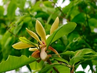 Magnolia officinalis var. biloba