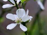 Poncirus trifoliata