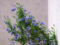 Ceanothus 'Concha'