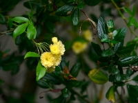 Rosa banksiae 'Lutea'