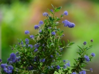 Ceanothus 'Concha'