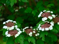 Viburnum sargentii 'Onondaga'