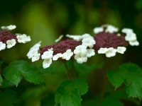 Viburnum sargentii 'Onondaga'