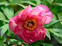 Paeonia 'Reknown'