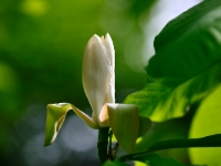 Magnolia officinalis var. biloba