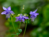 Aquilegia