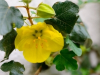 Fremontodendron 'California Glory'