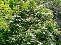 Viburnum sargentii 'Onondaga'