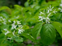 Chionanthus retusus