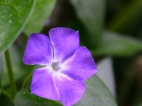 Vinca major