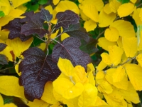 Hamamelis 'Rochester' und Hydrangea quercifolia 'Burgundy'