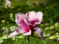 Magnolia 'Ula'