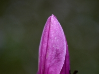 Magnolia 'Ula'