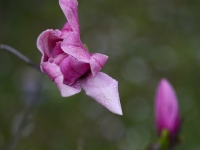 Magnolia 'Ula'