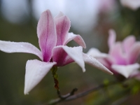 Magnolia 'Daybreak'